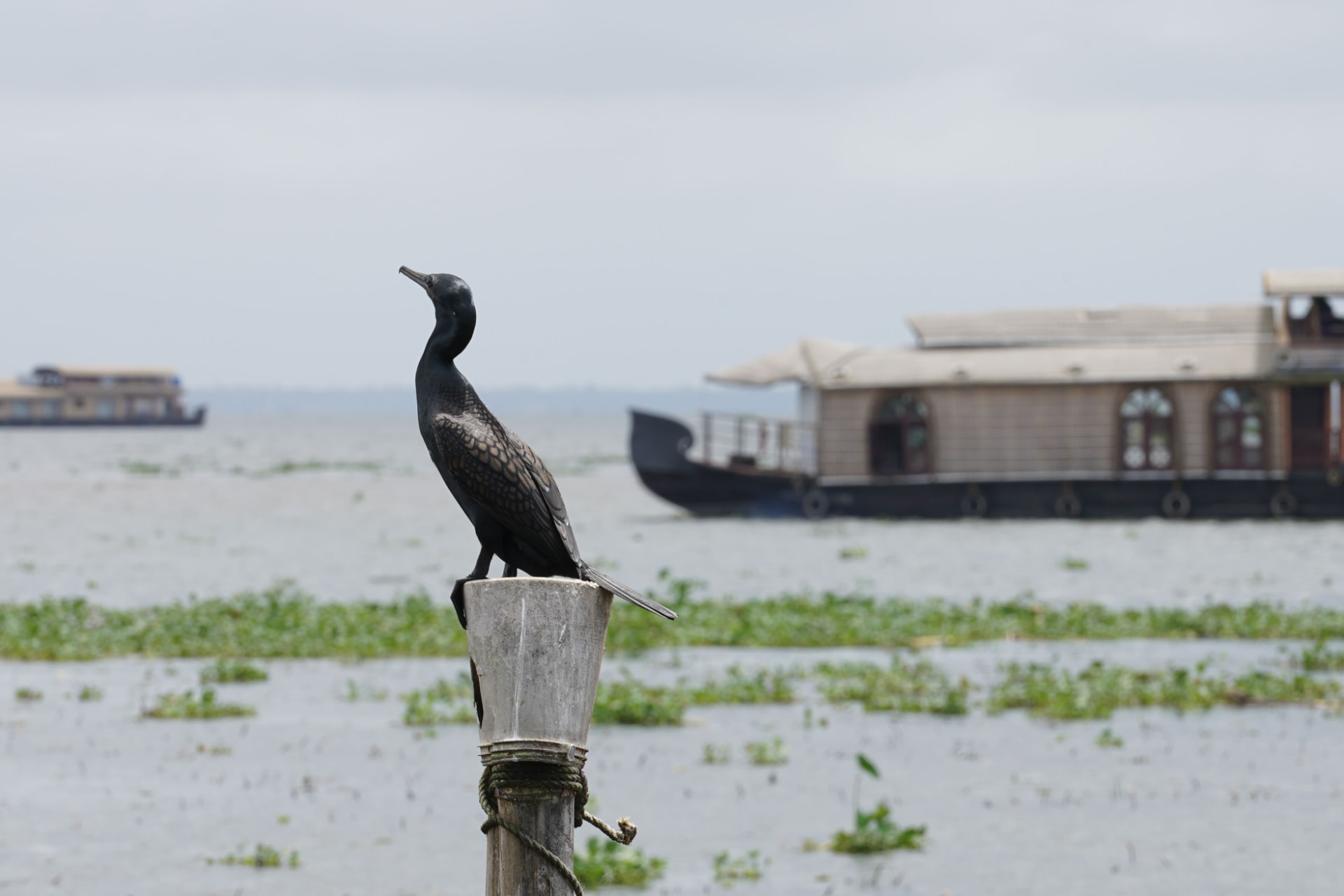 Kerala Birdwatching itinerary in Kerala