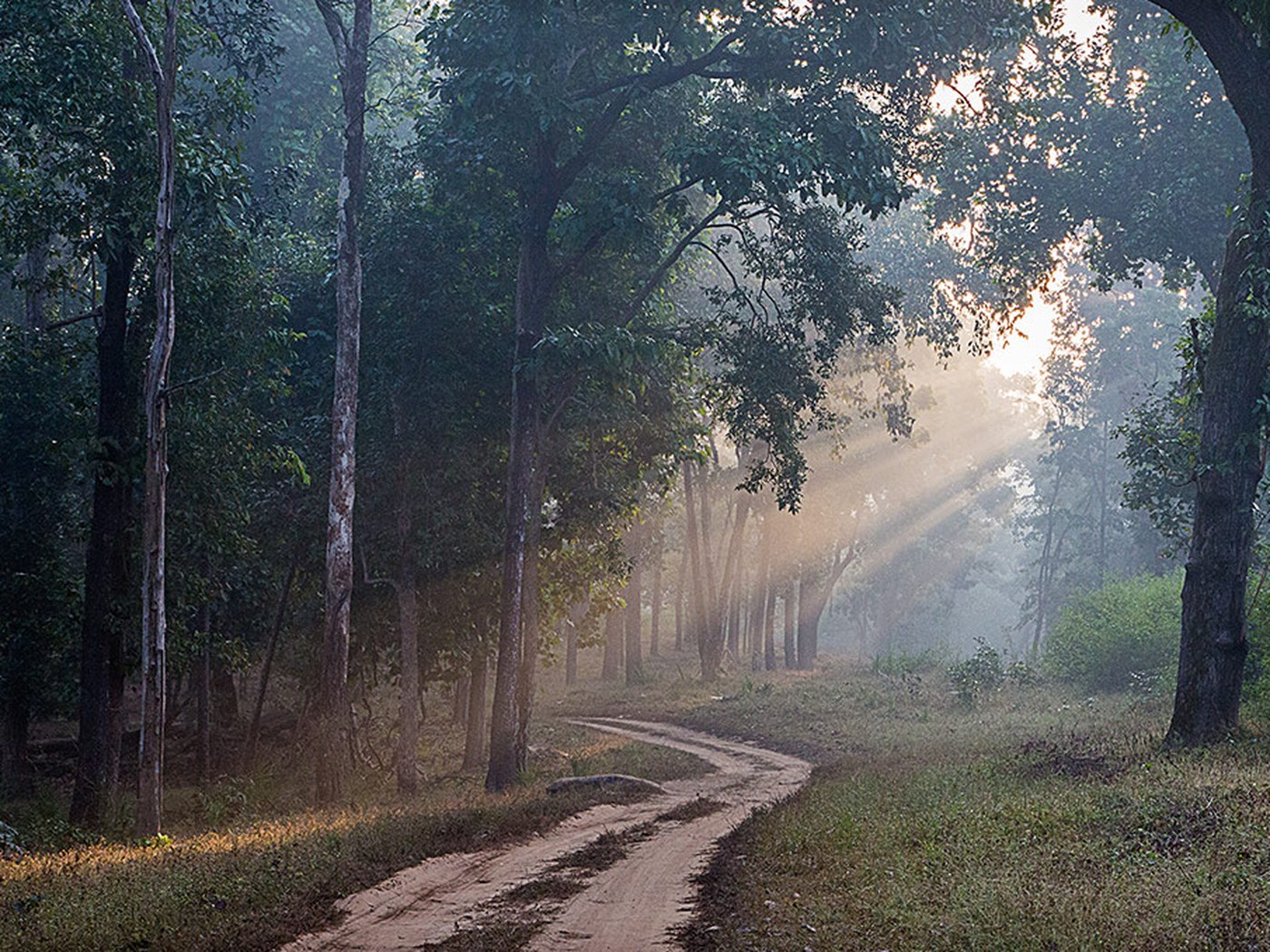 Flame of The Forest in Kanha National Park, India