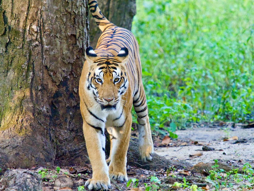 Royal Bengal tiger walking through the forest near Bagh Villas Kanha