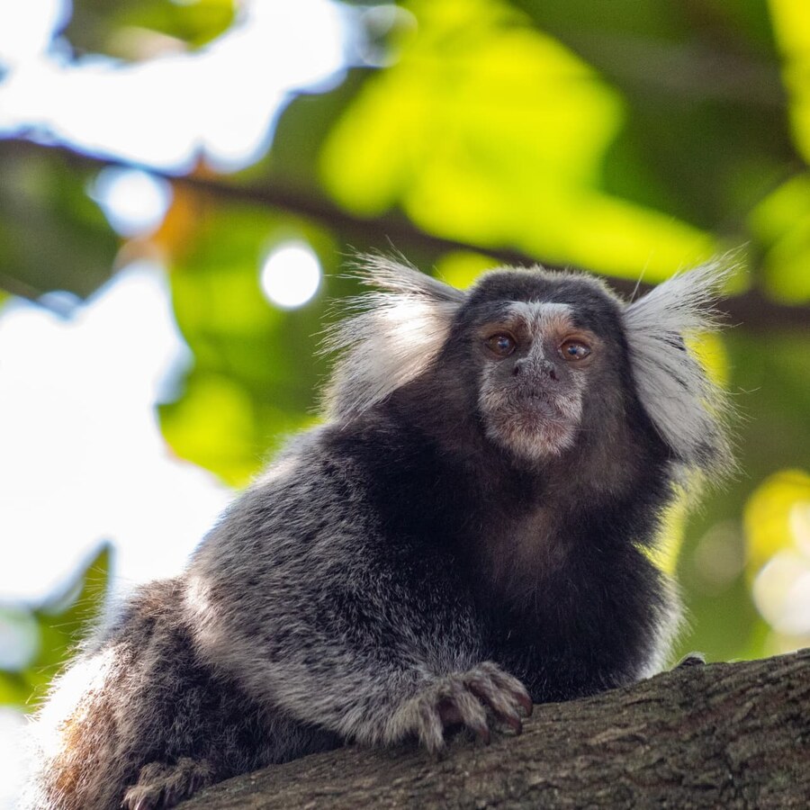 A common marmoset resting on a branch in the Brazilian forest