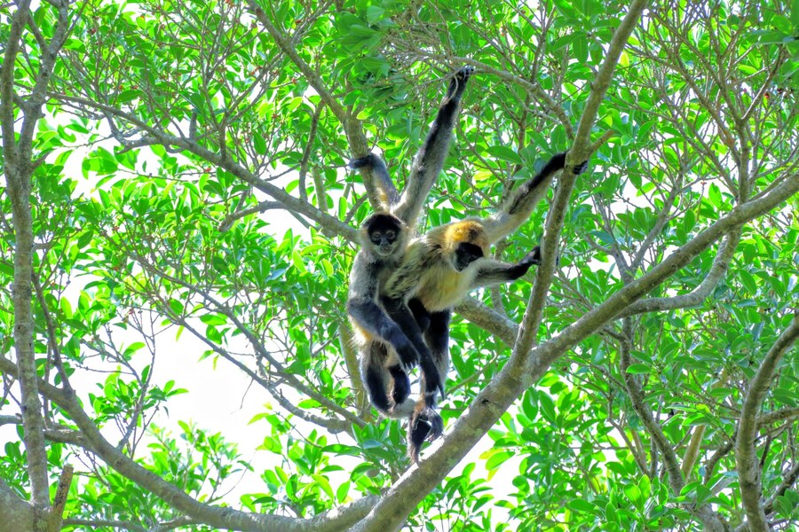Two spider monkeys swinging through the treetops in Costa Rica