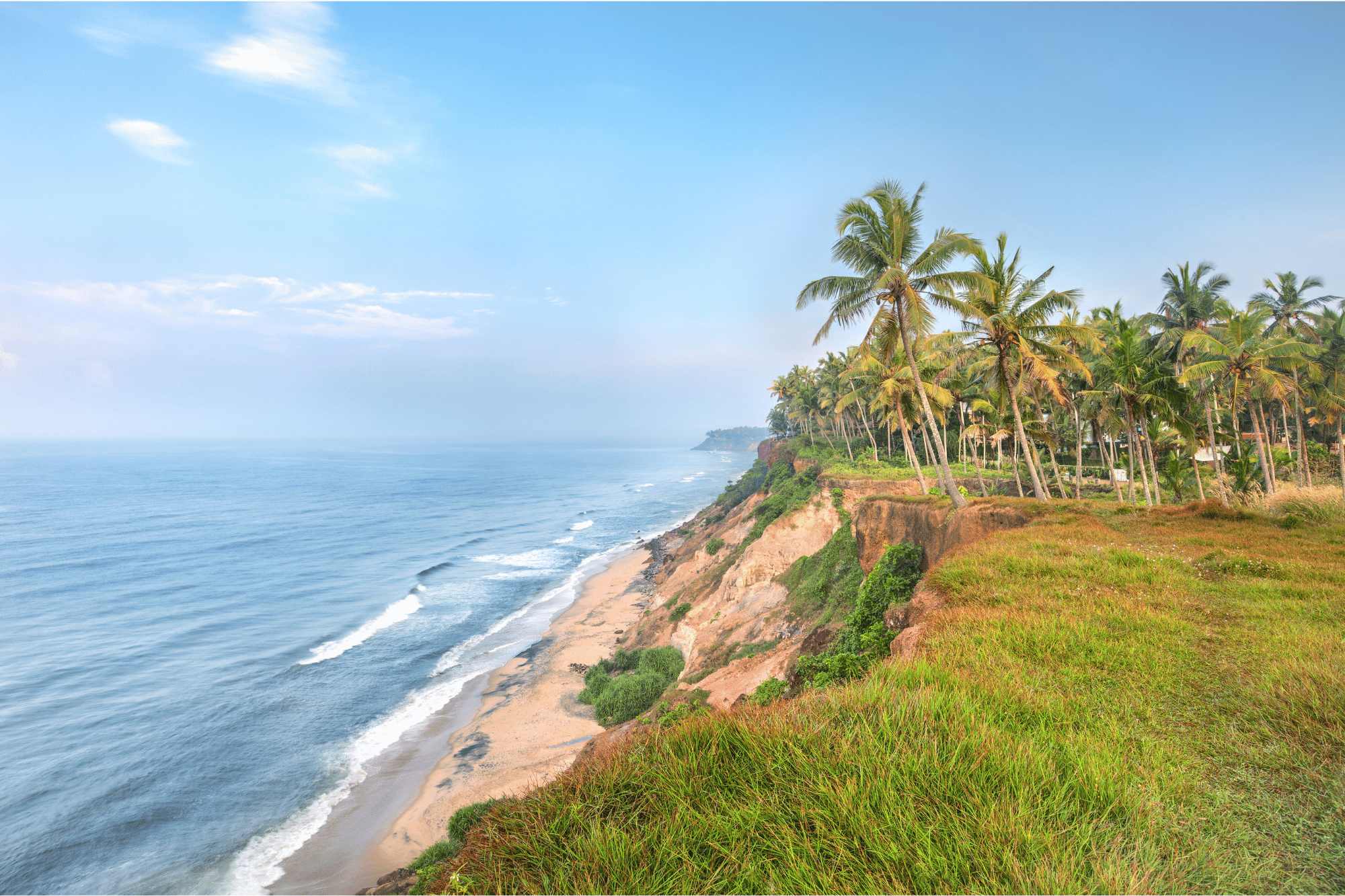 Palm trees on Varkala's cliff above the beach and Arabian Sea