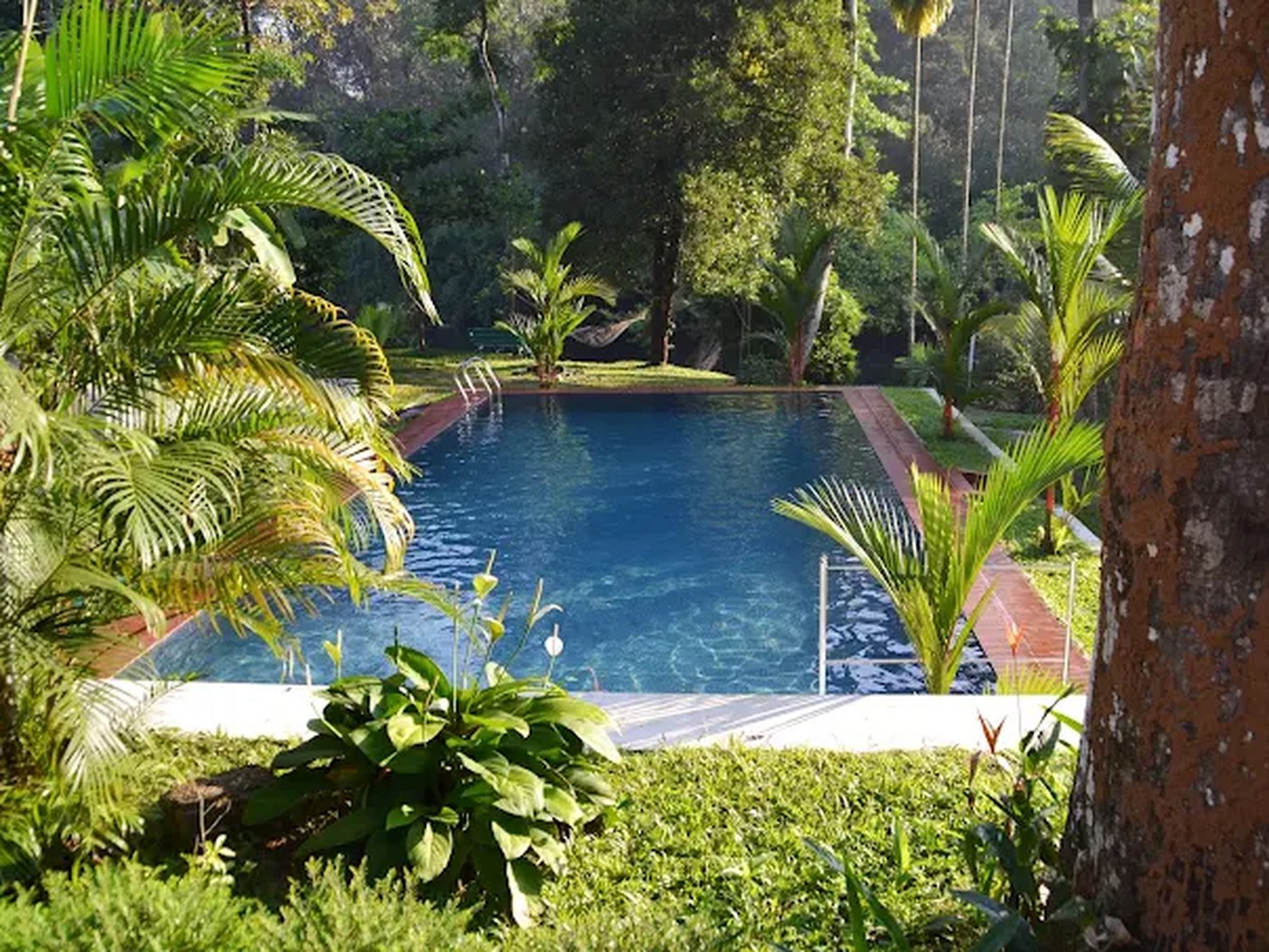 Swimming pool surrounded by palms at Dewalokam
