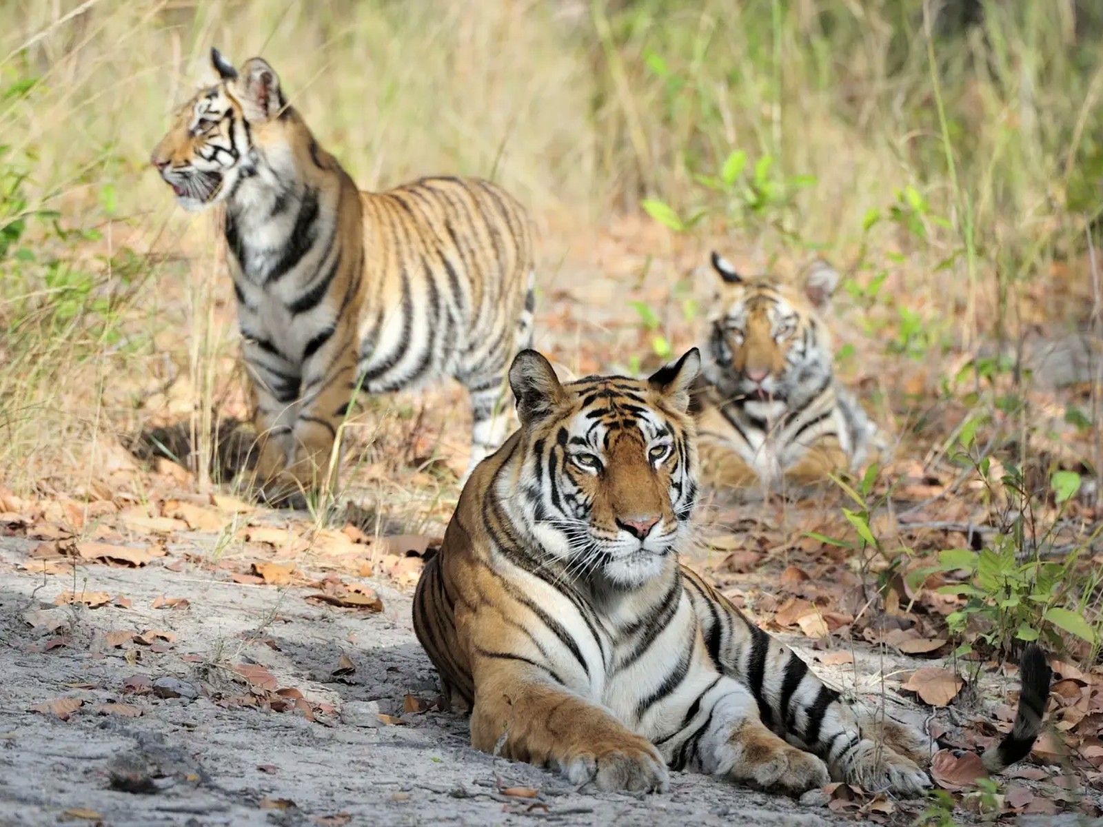The Three Big Cats Tour itinerary in India