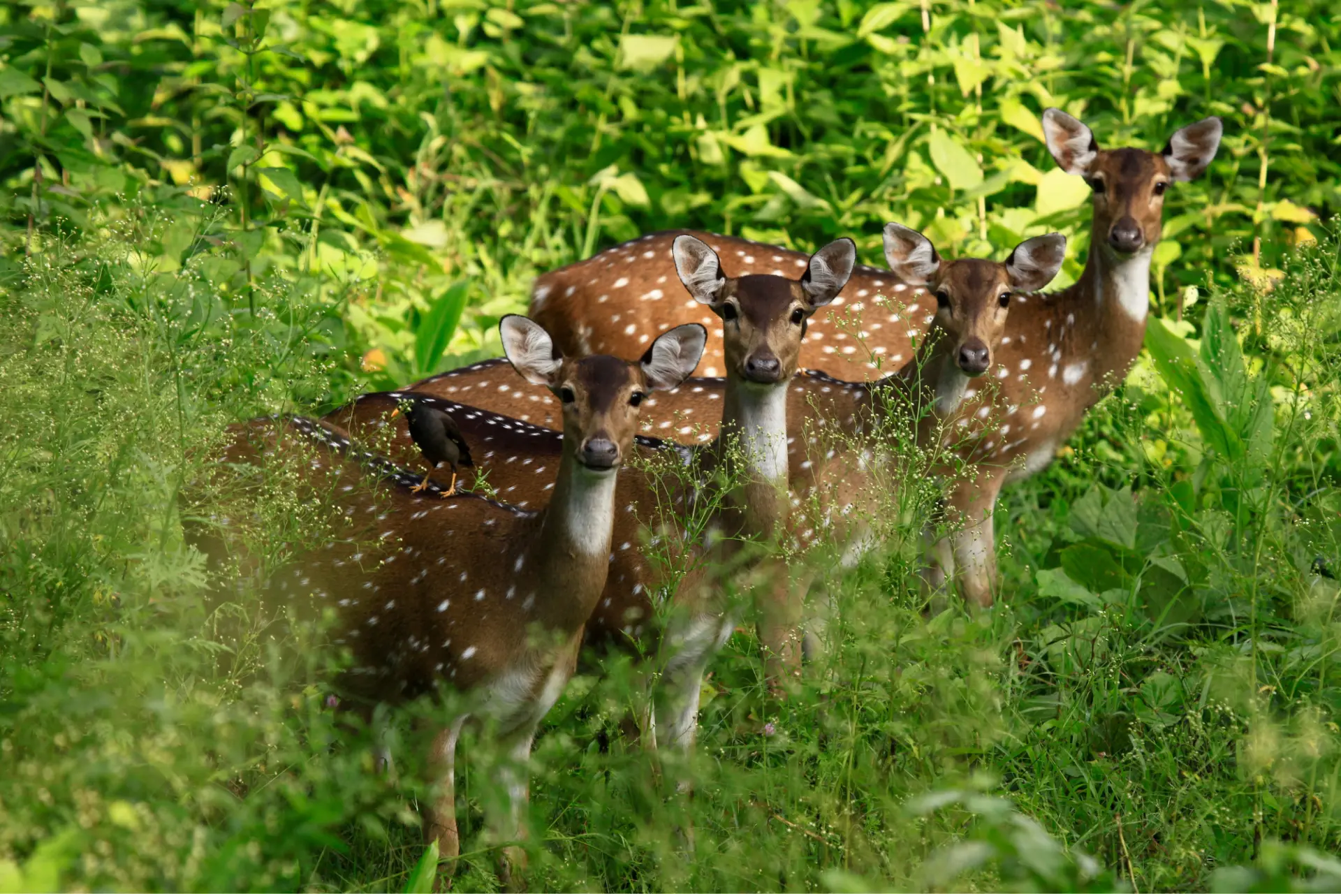 Family North Kerala, 13 Nights itinerary in Kerala