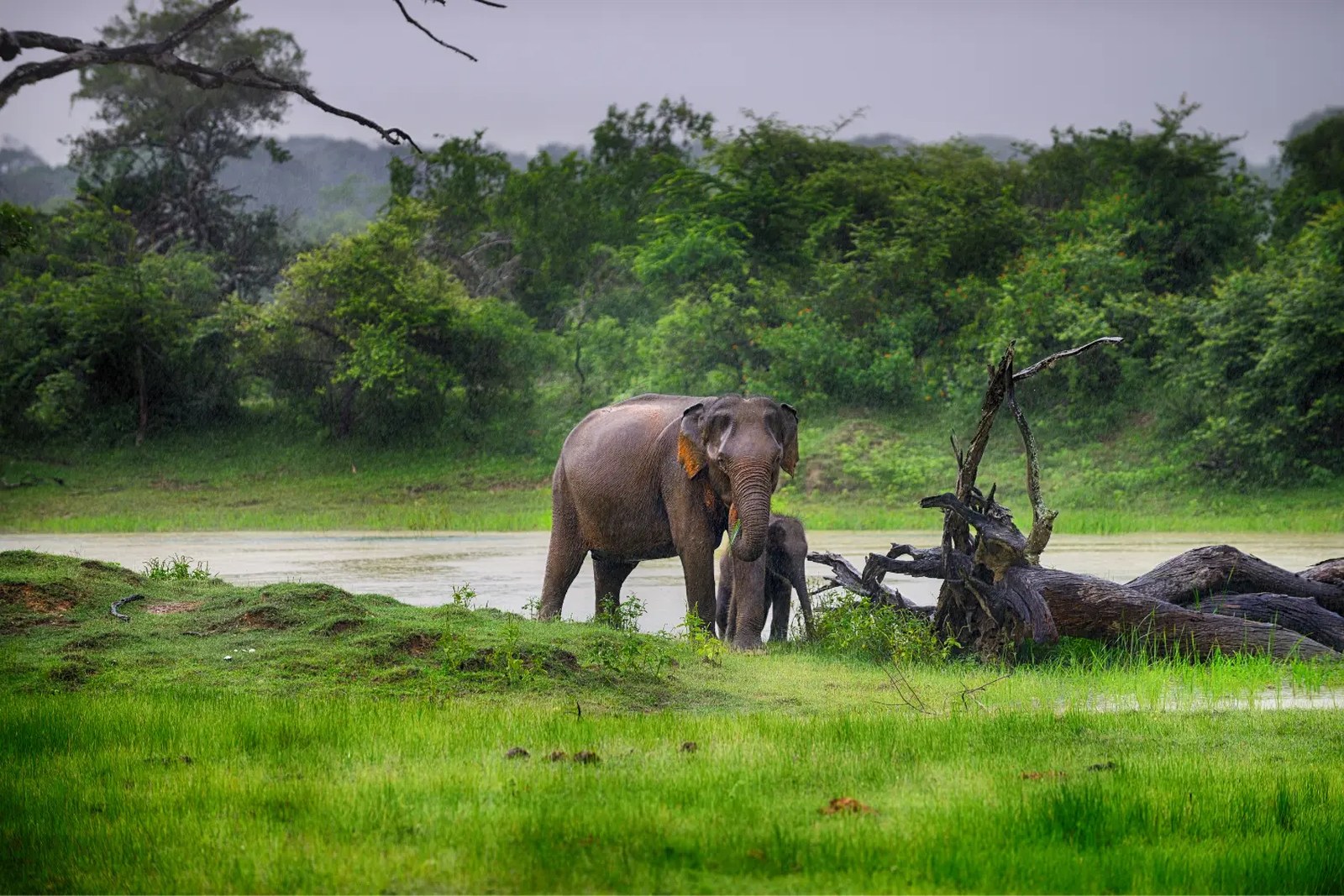 Sri Lanka Wildlife Tour 13 Nights in Sri Lanka