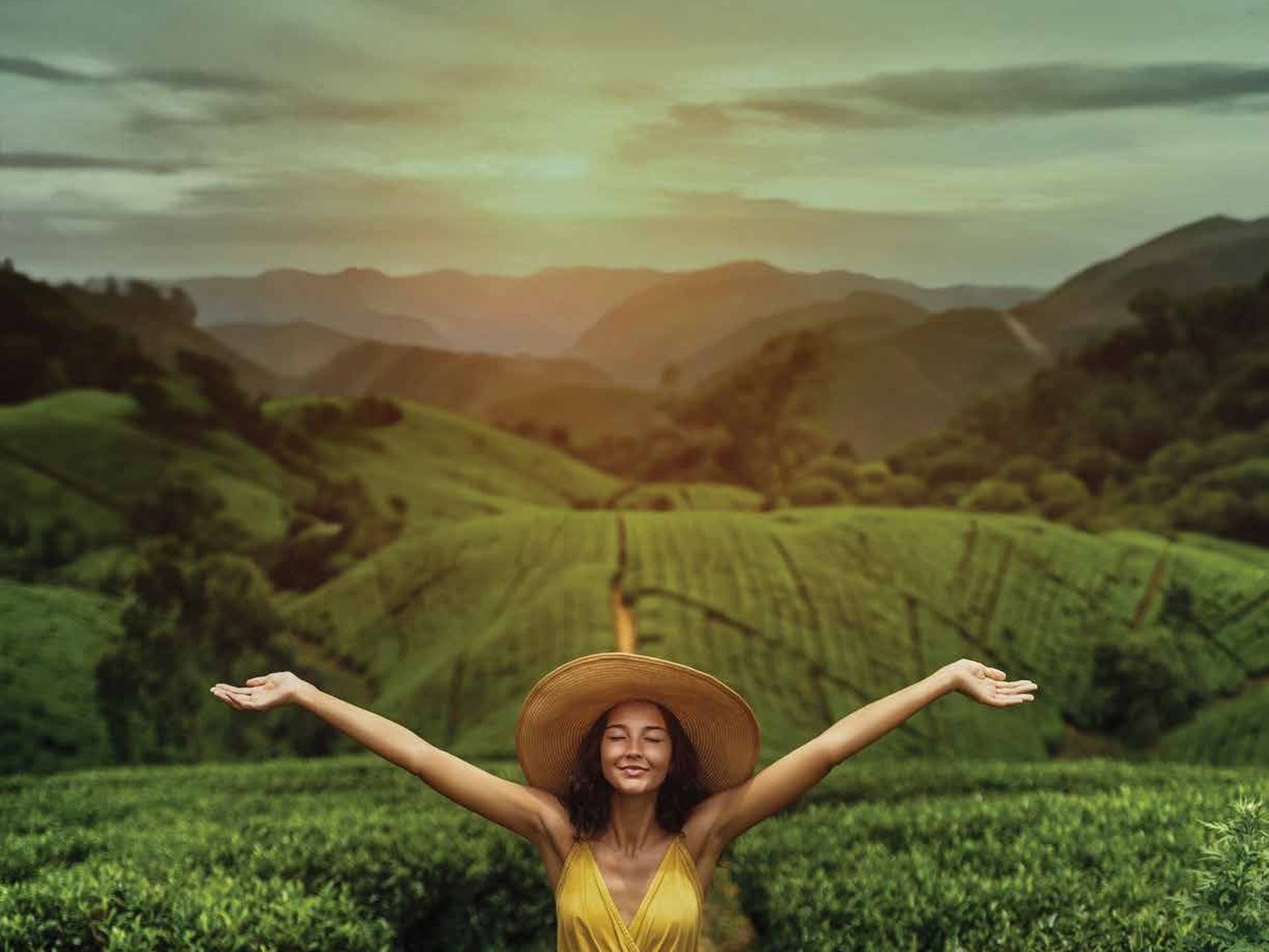 Tea estate and hills at first light near Lockhart Bungalow