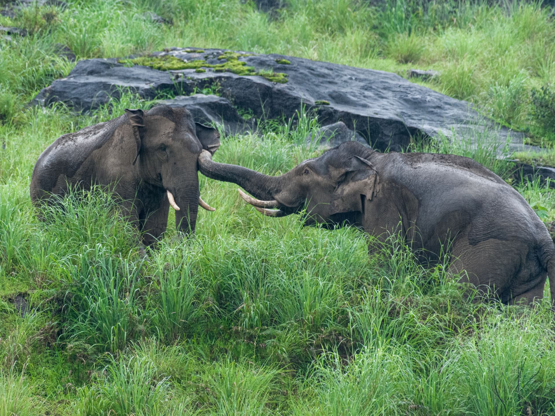 Family South Kerala itinerary in Kerala