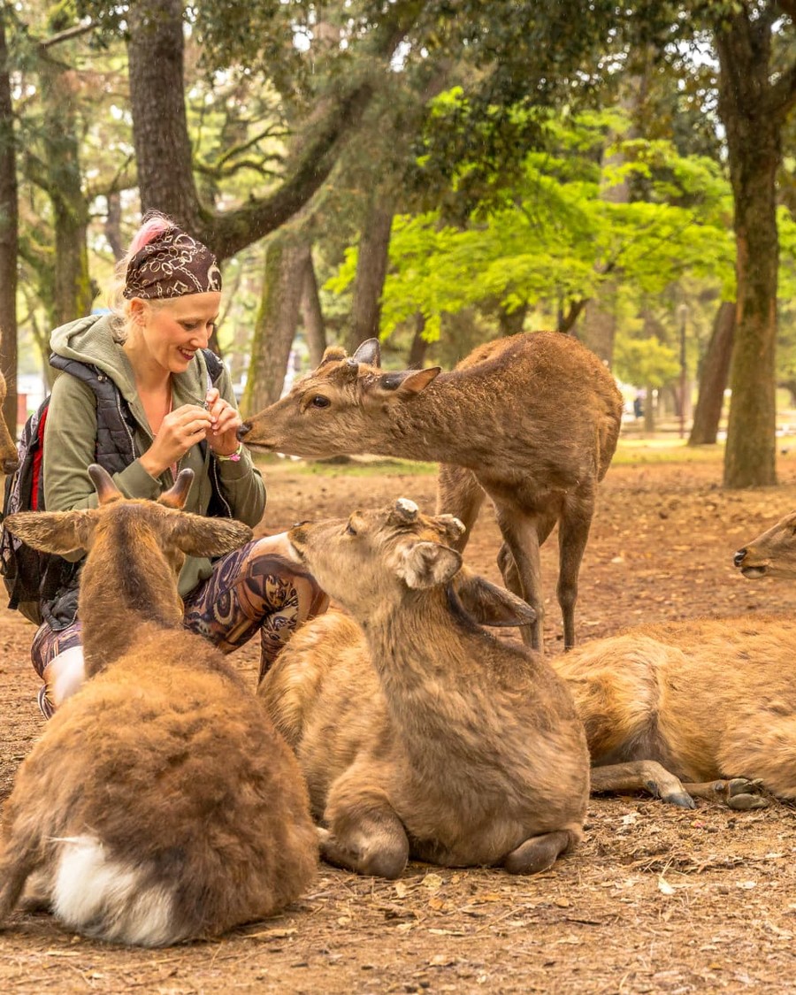 A visitor feeding the tame sika deer in Nara park