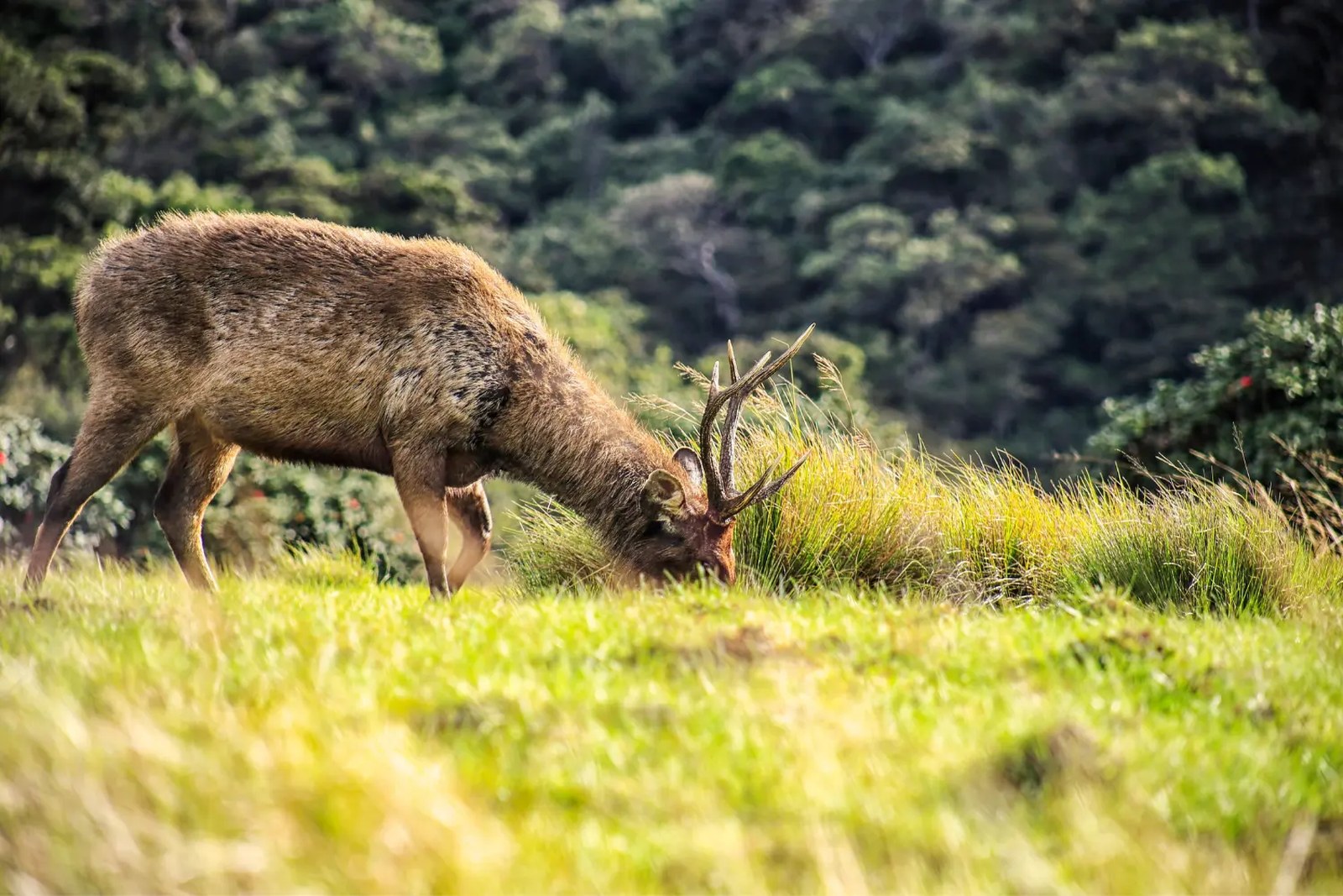 Sri Lanka Wildlife Tour 9 Nights in Sri Lanka