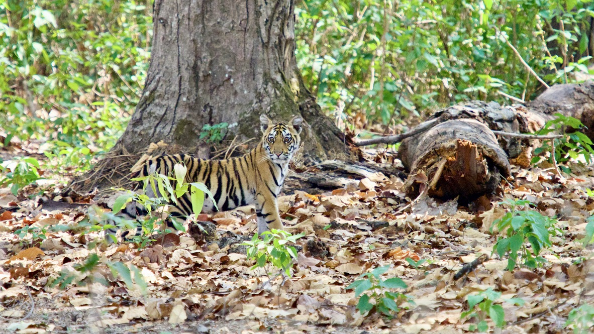 Tiger cub resting in the forest near Bagh Villas Kanha