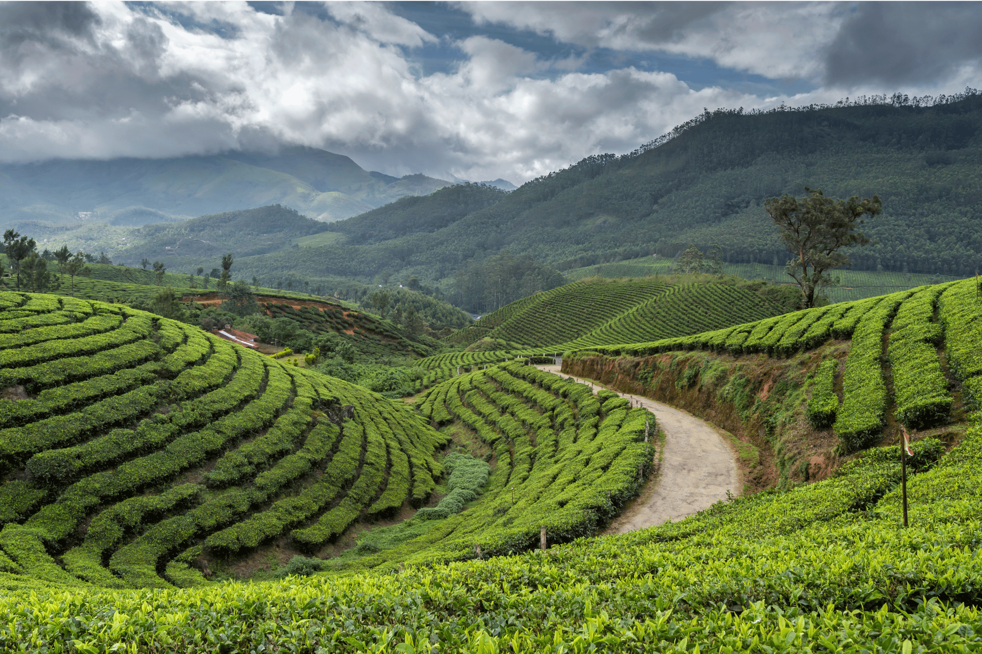 Tea gardens and green hills around Munnar