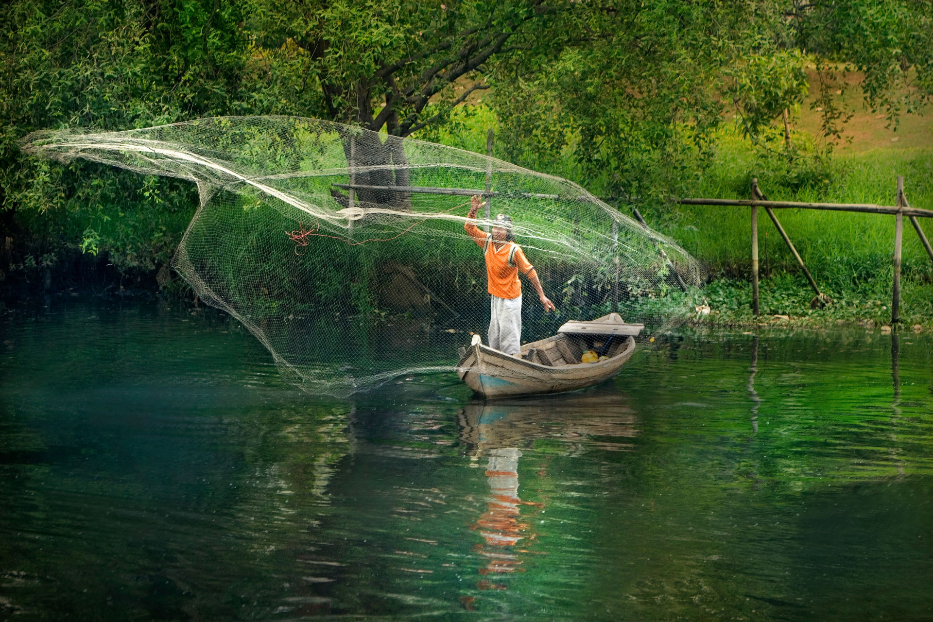 A fisherman casting a net over green backwaters near Kumarakom
