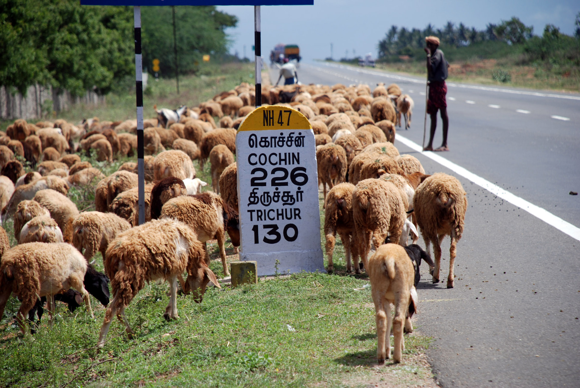 A flock of sheep beside a road sign showing distances to Cochin and Trichur