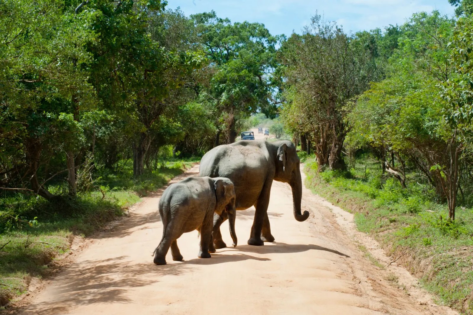 Sri Lanka Family Tour 9 Nights, 10 and Over in Sri Lanka