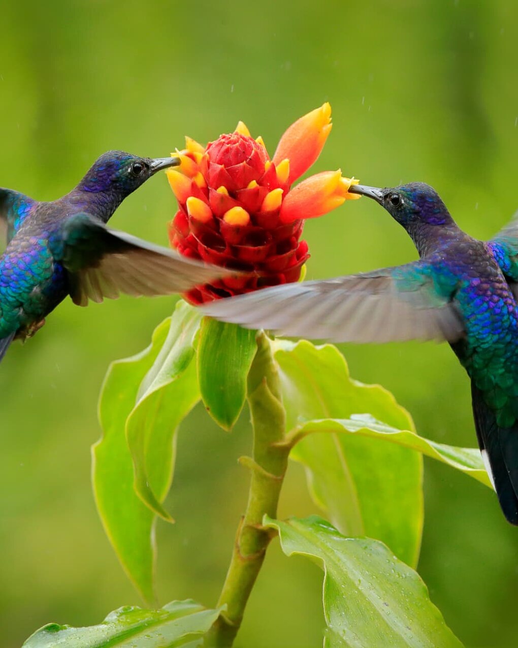 Two violet sabrewing hummingbirds feeding at a red ginger flower in Costa Rica