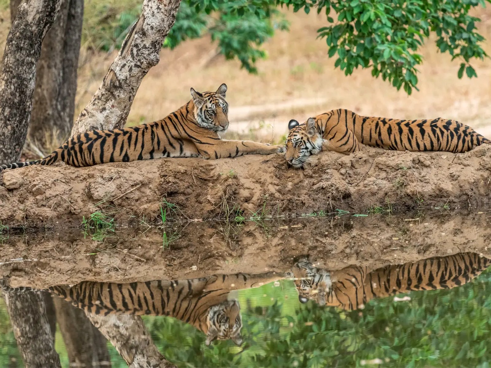 Golden Triangle & Tiger itinerary in India
