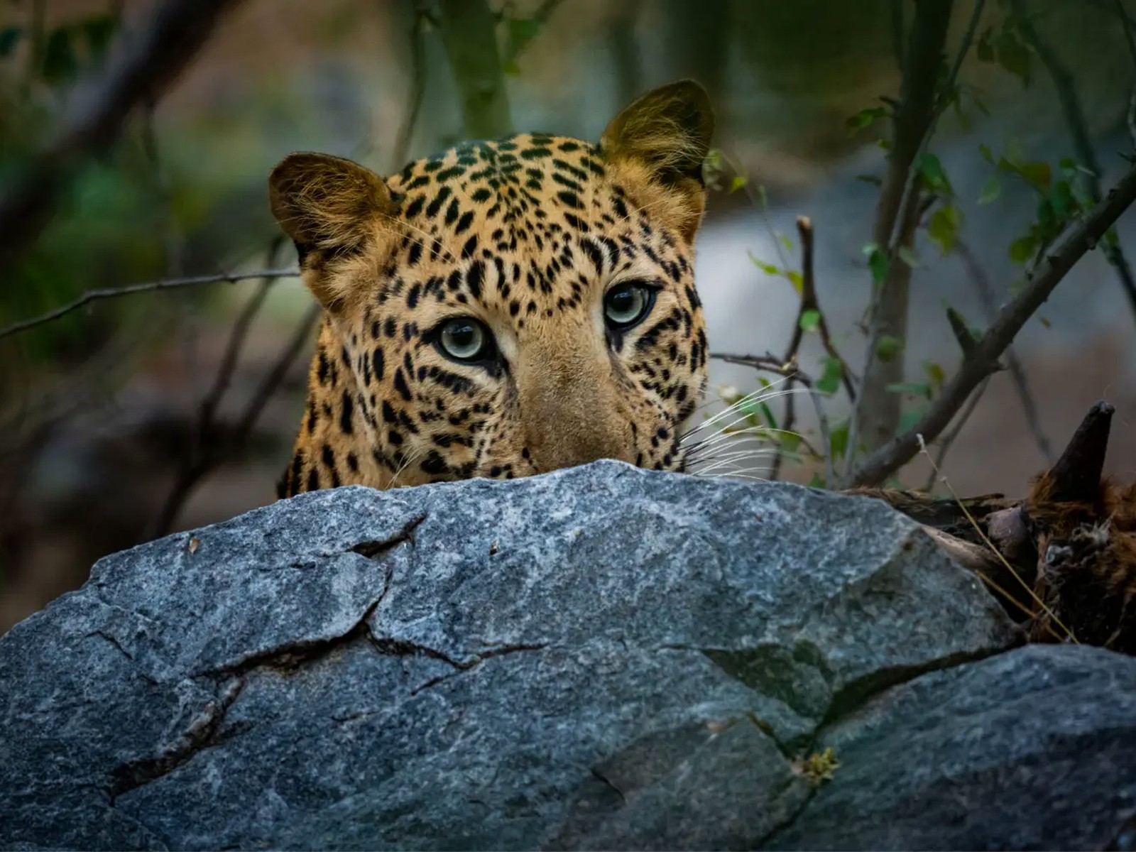 Wildlife: Bandhavgarh, Kanha & Ranthambore itinerary in India