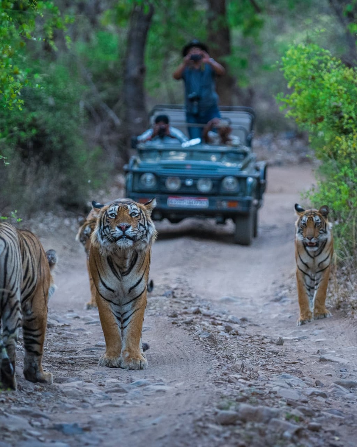A tiger crossing a forest track in front of a safari jeep on an India wildlife tour