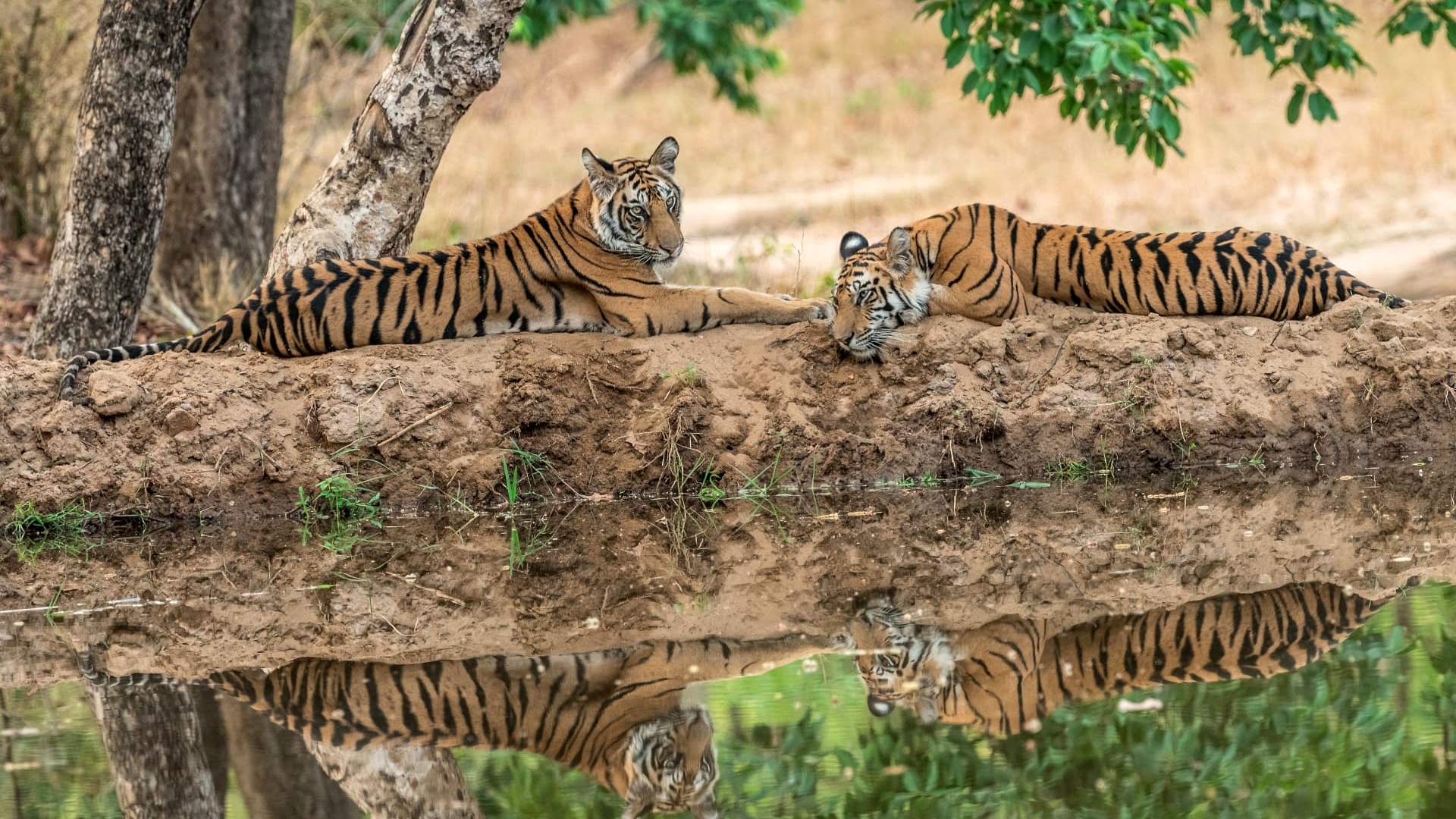 Two Bengal tigers resting beside a waterhole with their reflections in the water