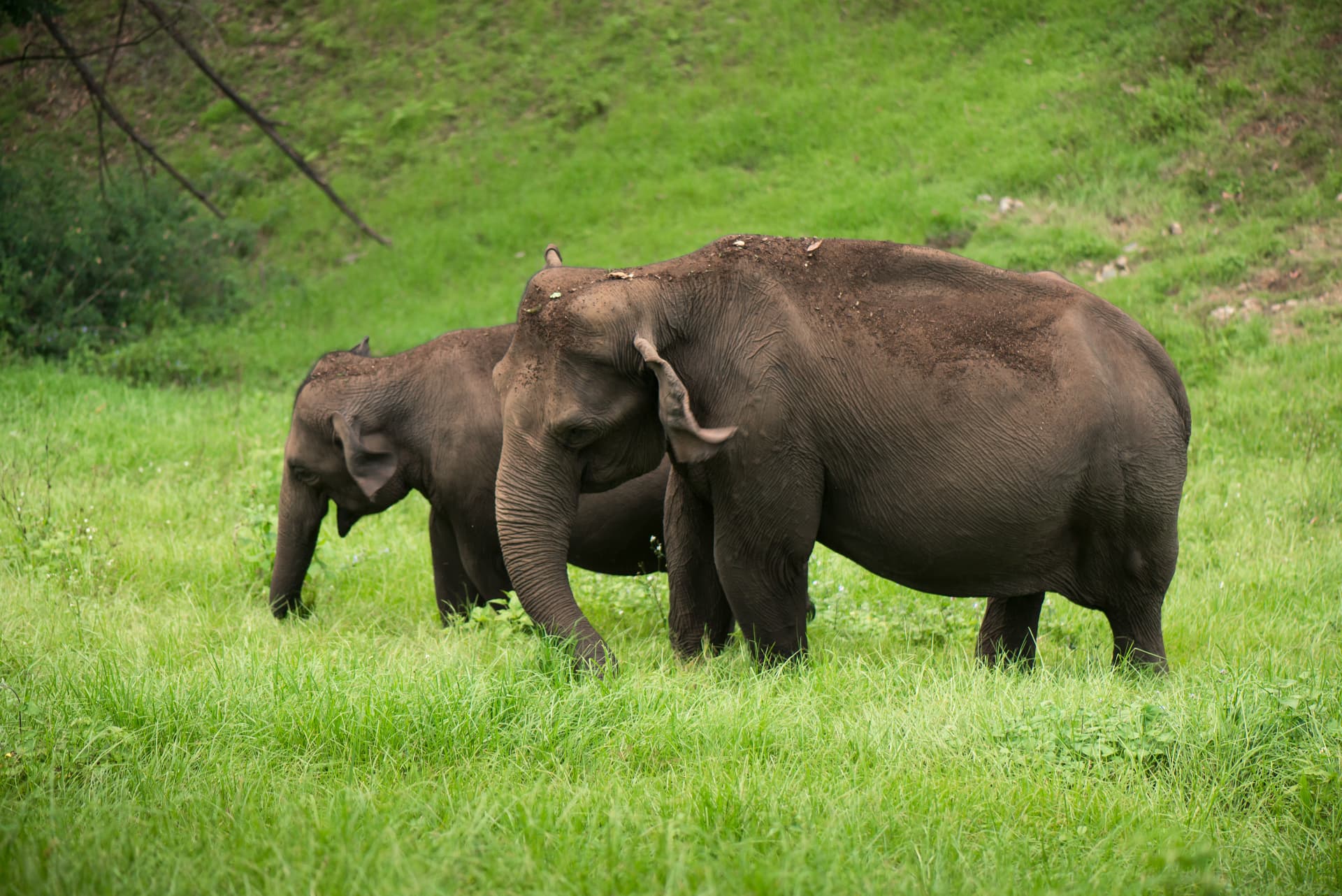 Two elephants standing in green grass near a forest