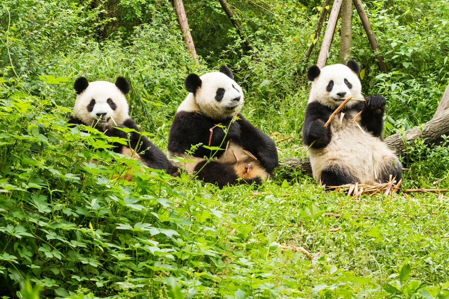 Three giant pandas feeding on bamboo in a Sichuan reserve