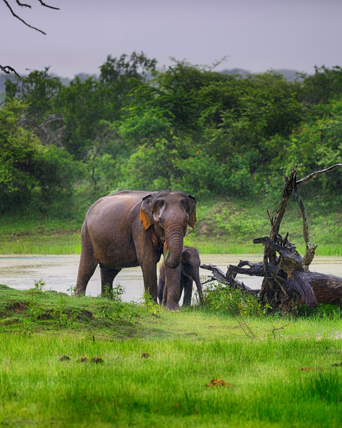An elephant and calf beside a waterhole in a Sri Lankan national park