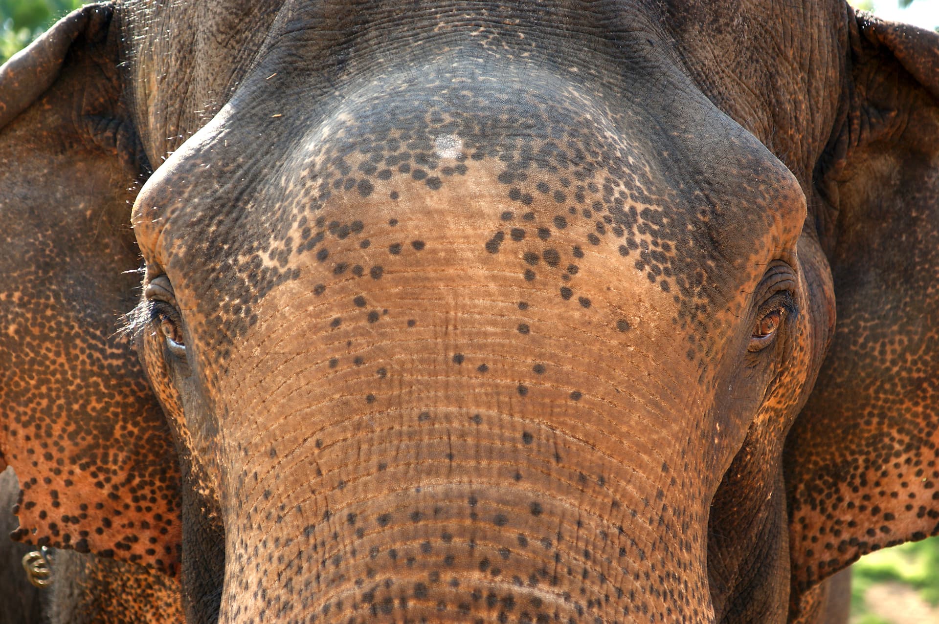 Close-up of an elephant's face and trunk