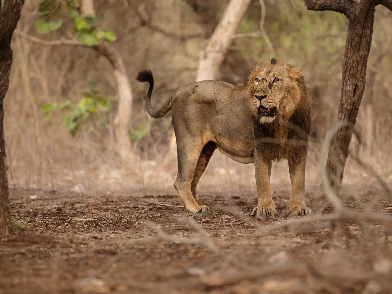 Wildlife: Asiatic Lions, Black Buck & Wild Ass itinerary in India