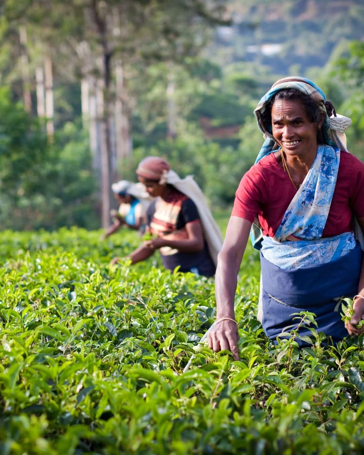 Tea pickers at work in the Sri Lankan hill country