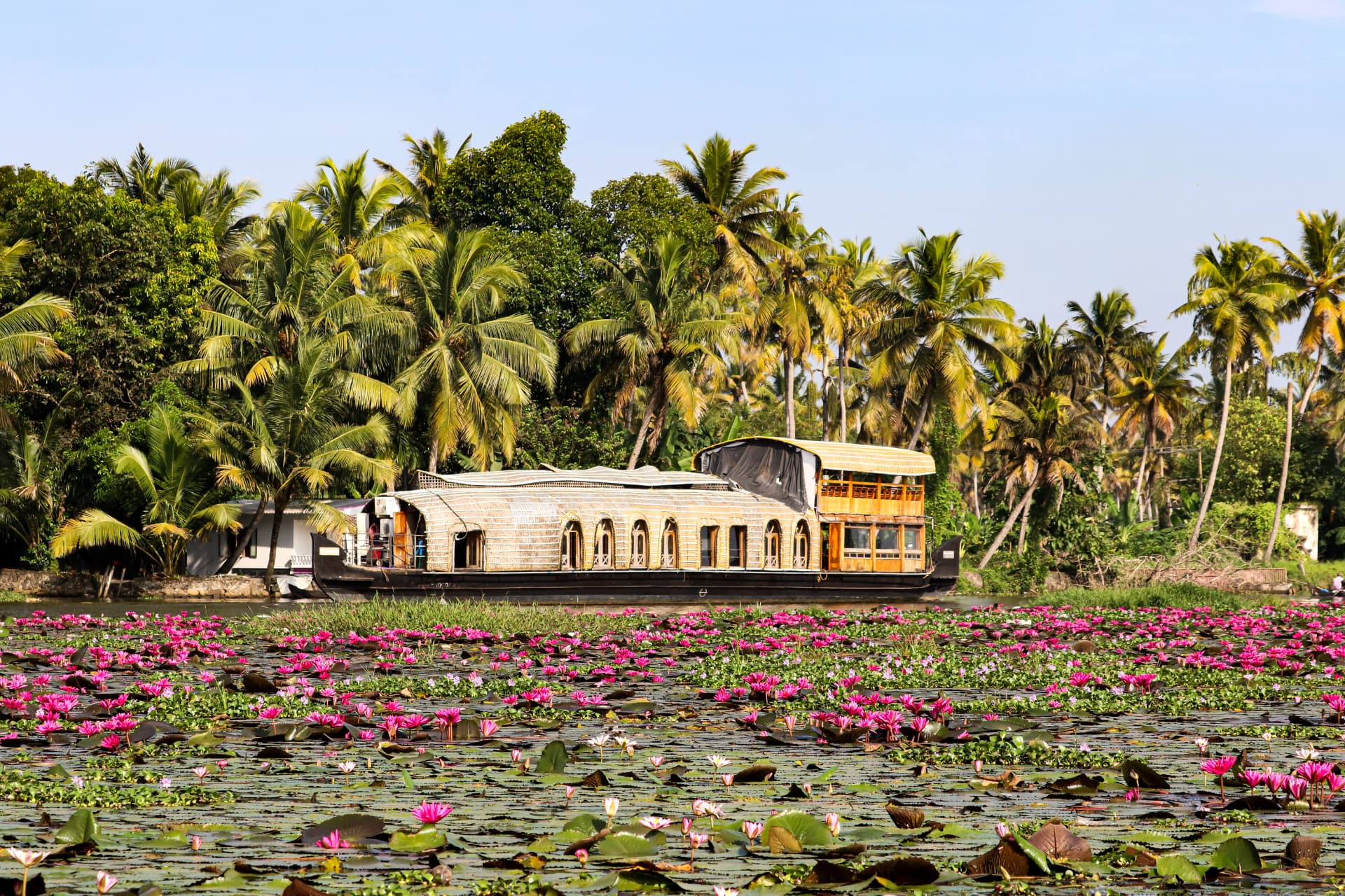 A traditional houseboat on a Kerala backwater covered in pink water lilies