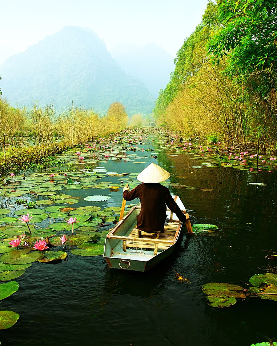 A boatman in a conical hat rowing through a river of lotus leaves and pink blooms