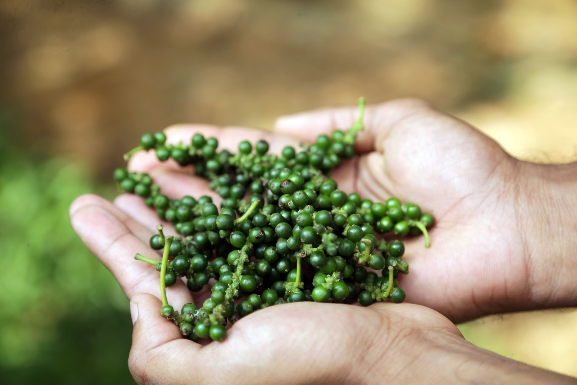 Deluxe Vegetarian Culinary, 9 Nights itinerary in Kerala