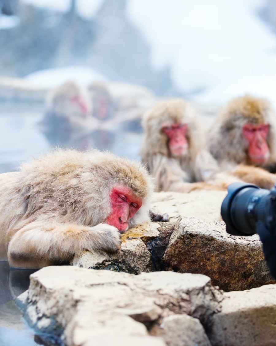 Snow monkeys bathing in a steaming hot spring in Jigokudani