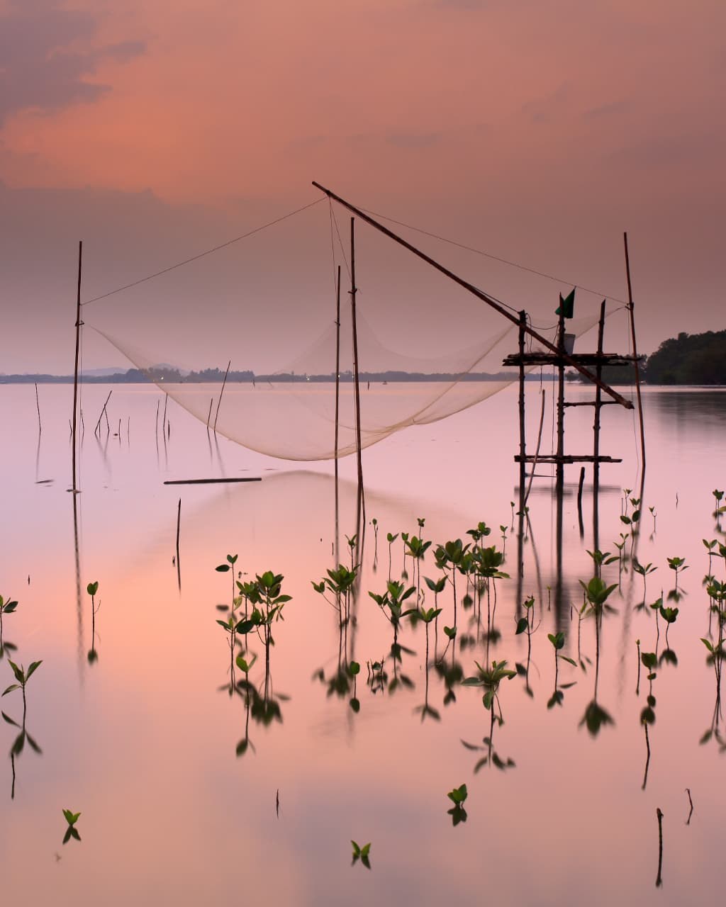 A Chinese fishing net silhouetted against a pink Kerala sunset, ideal for honeymoons