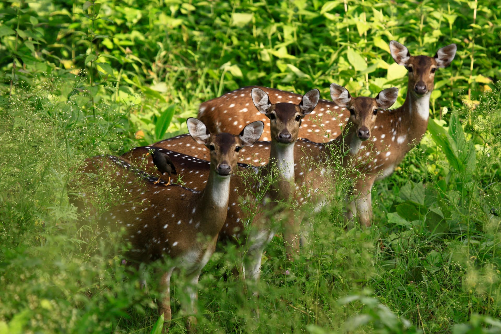 Spotted deer in the lush greenery of a Kerala wildlife reserve, ideal for family tours