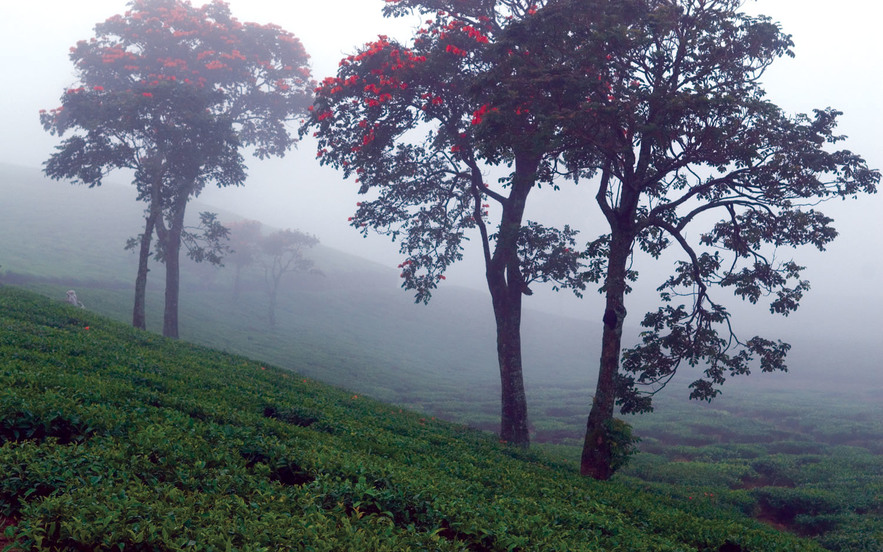 Scene from the Classic South Kerala tour