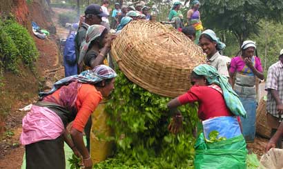 Sri Lanka Hill Country Tour