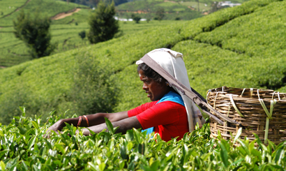 Sri Lanka Hill Country Tour