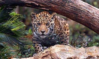 Sri Lanka Wildlife Tour 9 Nights