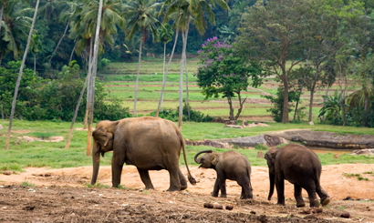 Sri Lanka Wildlife Tour 9 Nights