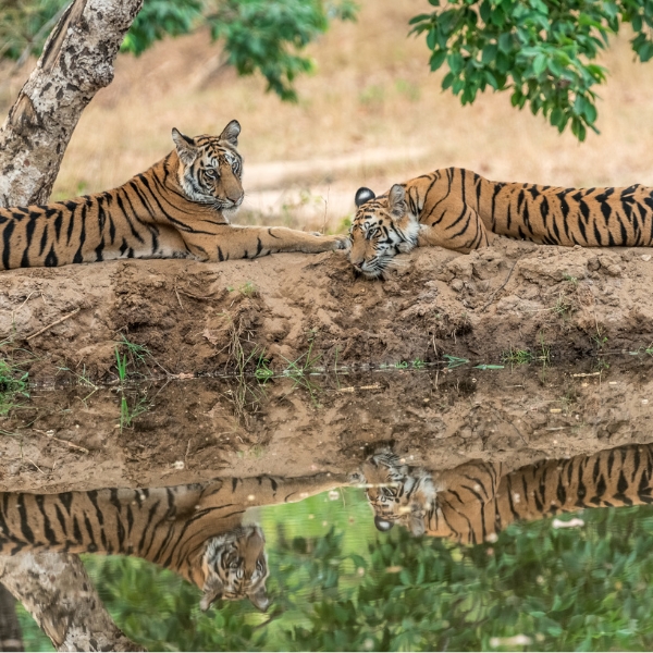 India