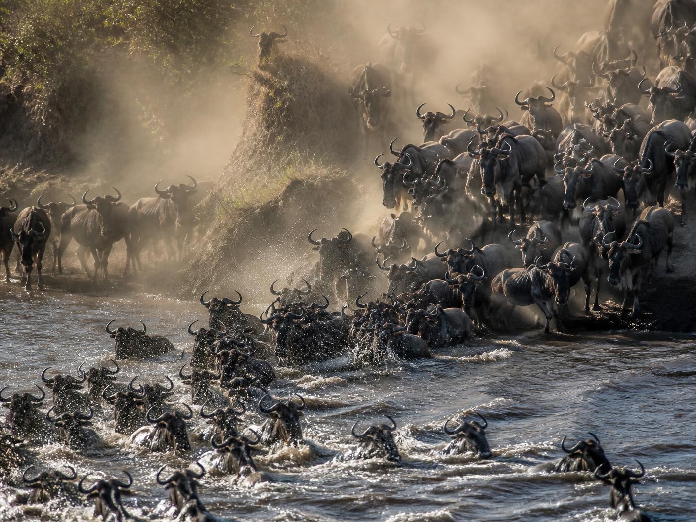 Wildebeest crossing the Mara river during the great migration in Kenya